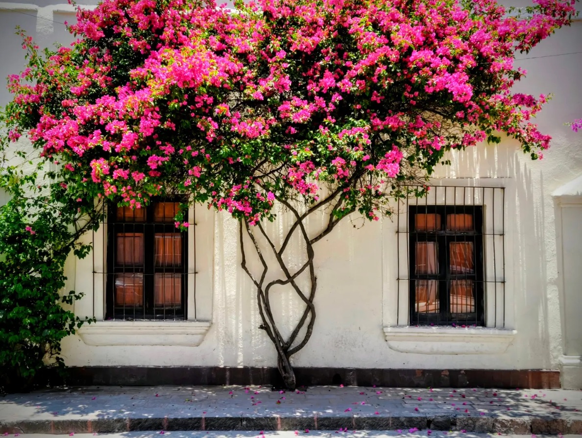 Fachada encalada con ventanas de reja y una buganvilia en flor